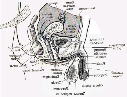 MPREG/Herm Preg