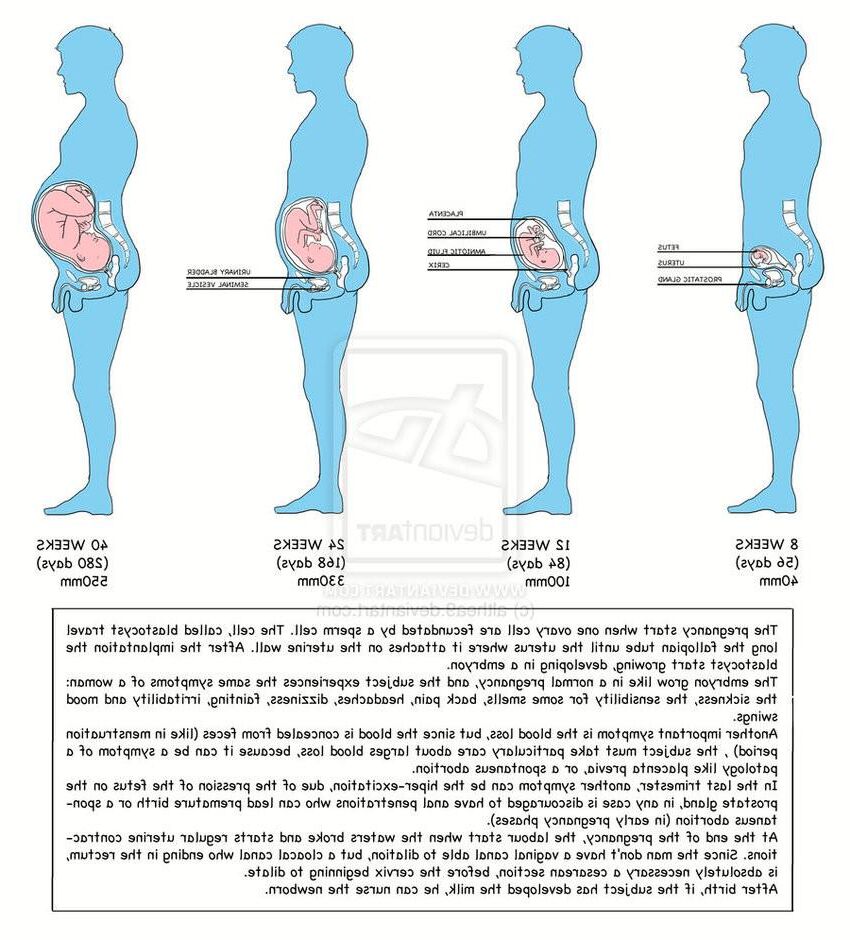 MPREG/Herm Preg