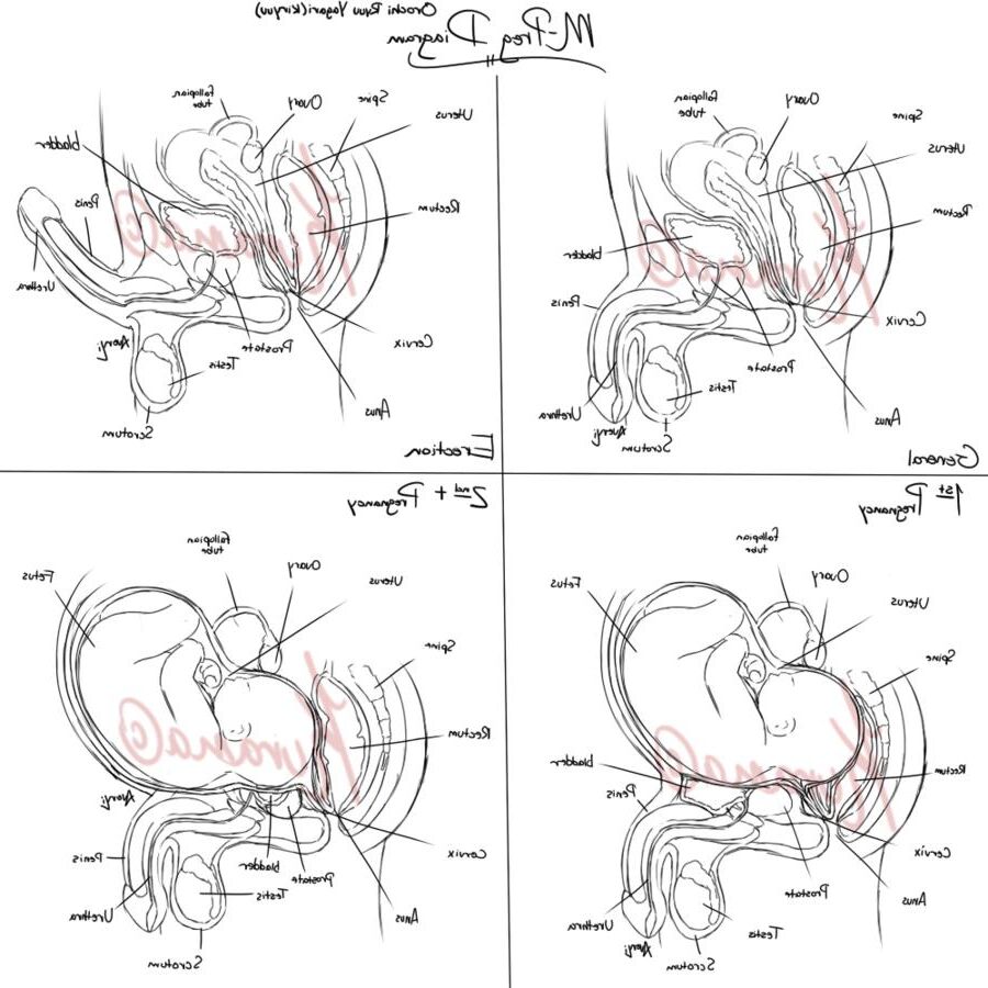 MPREG/Herm Preg