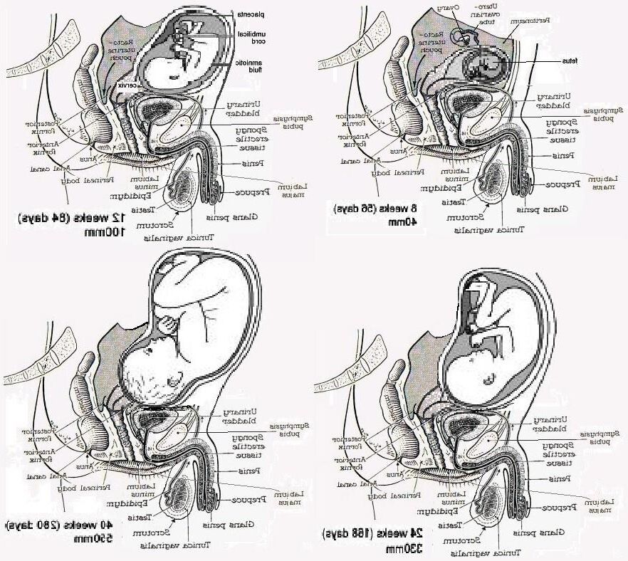 MPREG /ヘルムプレグ